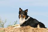 BORDER COLLIE 457